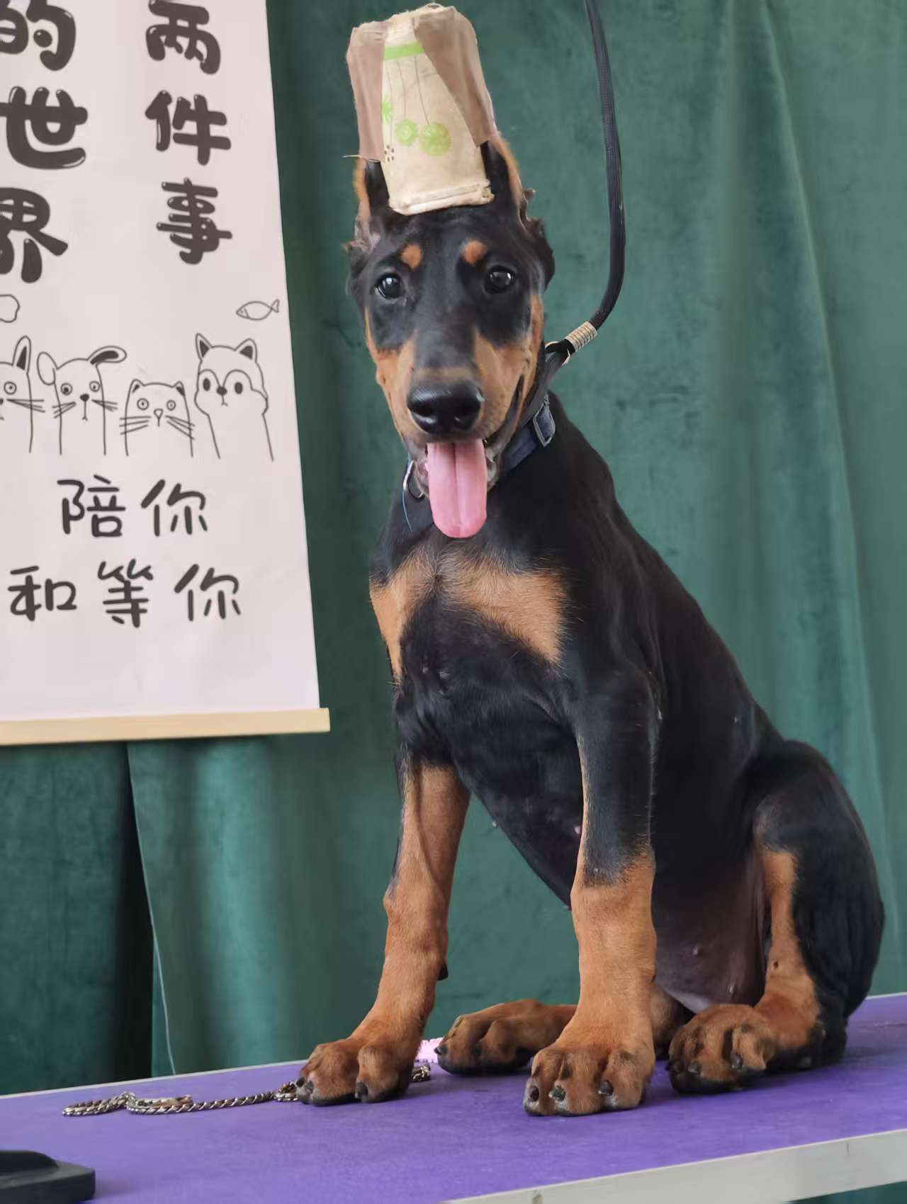美系杜宾幼犬，3针疫苗齐全，双血统美系，冠军后代。